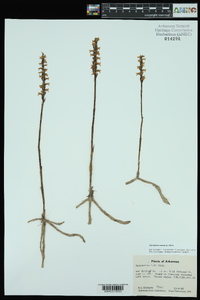 Spiranthes cernua image