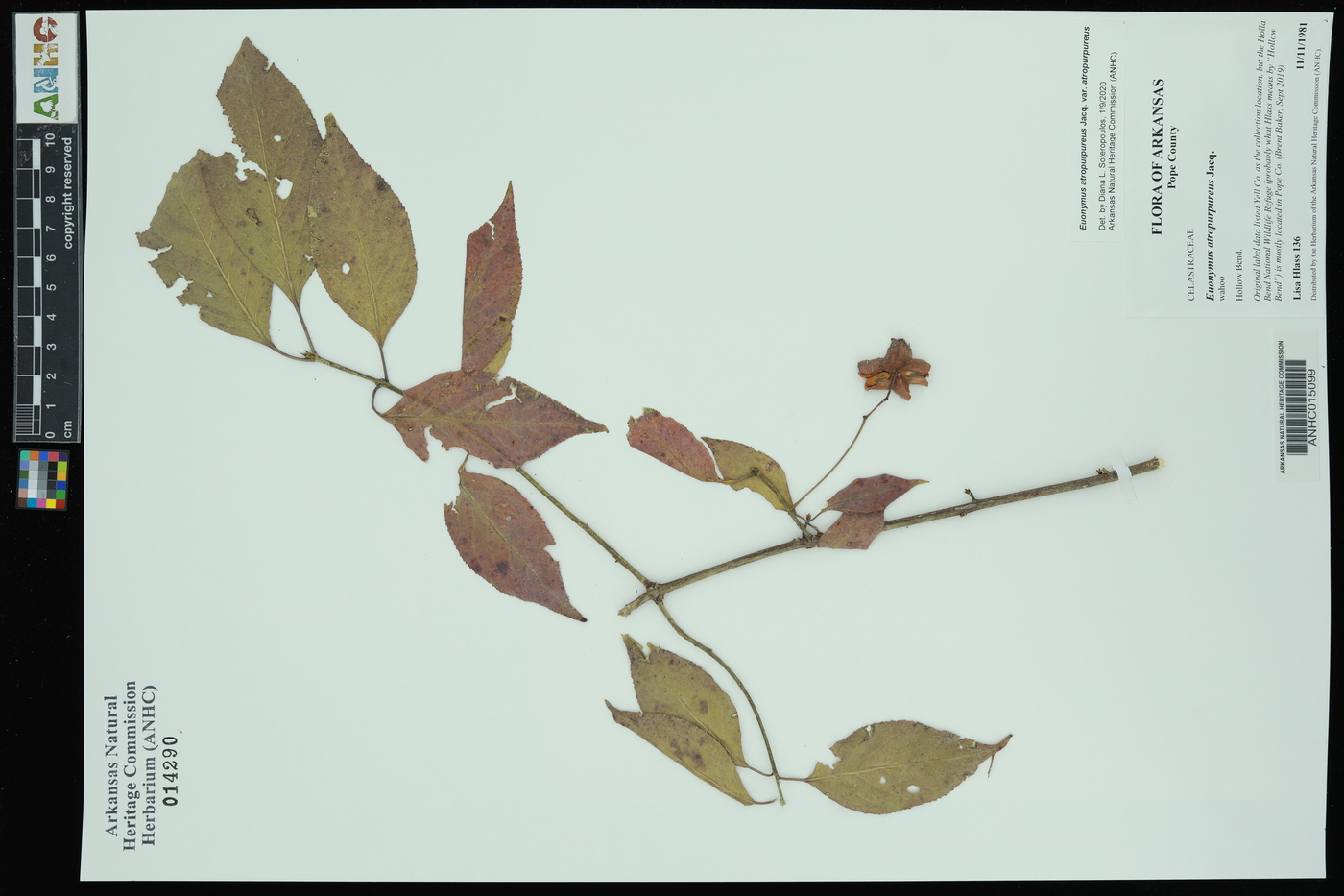 Euonymus atropurpureus var. atropurpureus image