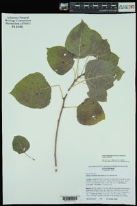 Populus deltoides subsp. deltoides image