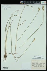 Carex festucacea image