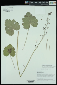 Heuchera americana image