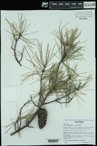 Pinus echinata image