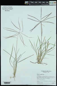 Chloris verticillata image