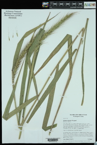 Elymus riparius image