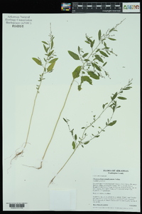 Chenopodium standleyanum image