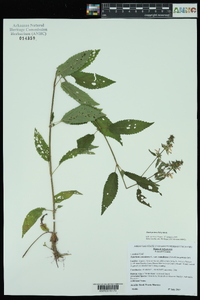 Stachys tenuifolia image