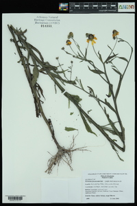 Helenium flexuosum image