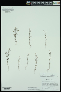 Chaenorhinum minus image