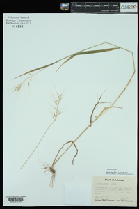 Elymus hystrix image