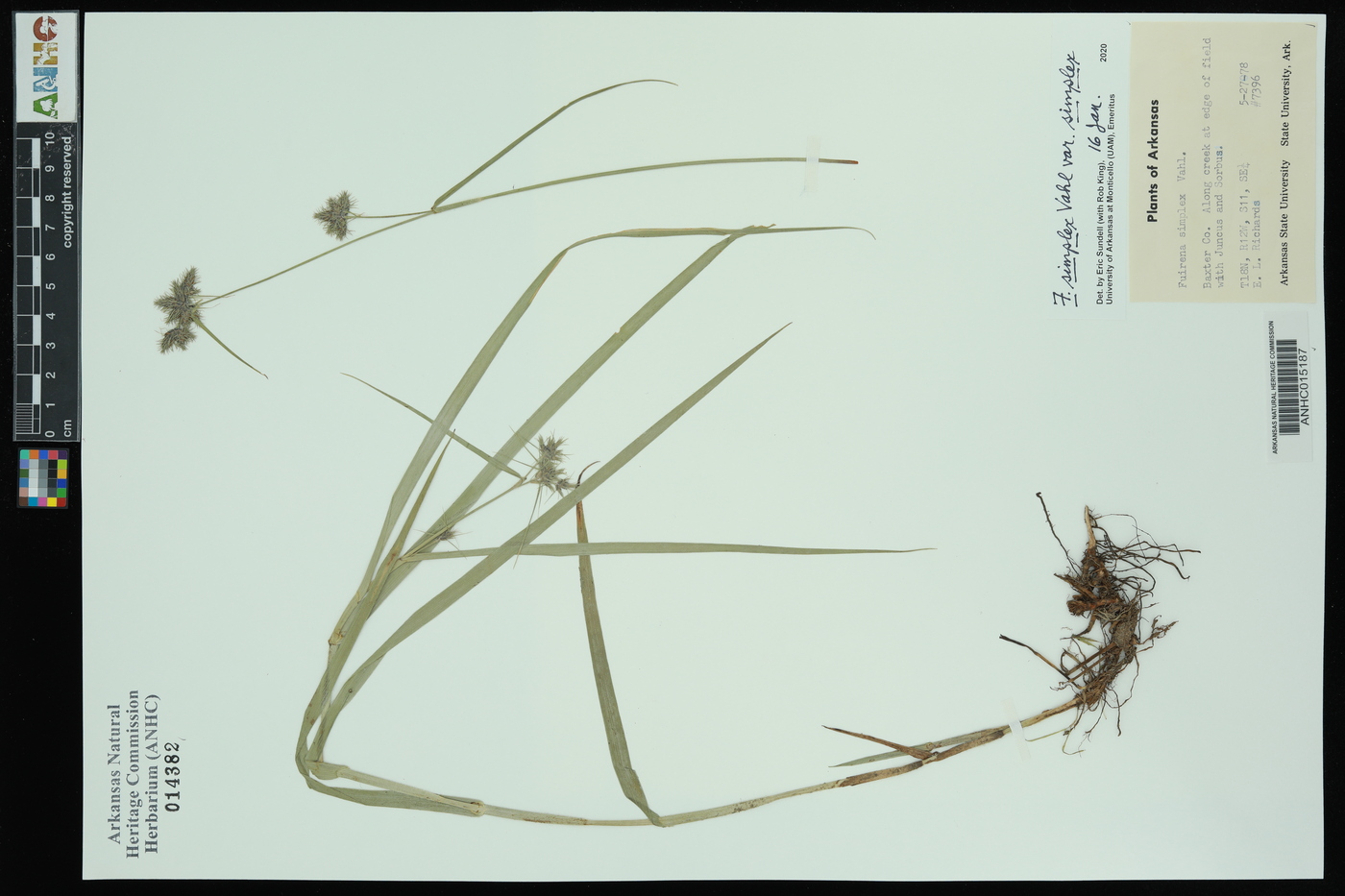 Fuirena simplex var. simplex image