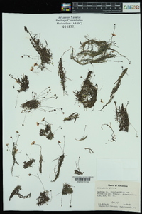 Utricularia gibba image