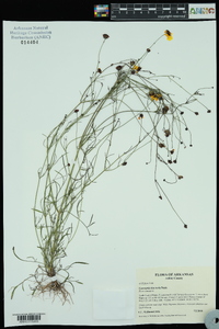 Coreopsis tinctoria image