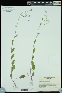 Erigeron tenuis image