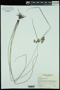 Cyperus pseudovegetus image