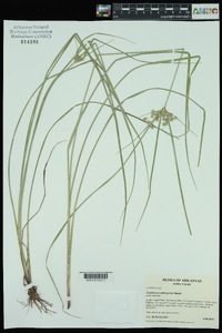 Cyperus pseudovegetus image