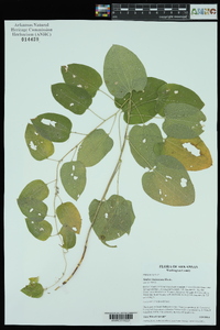 Smilax lasioneura image