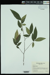 Ulmus alata image