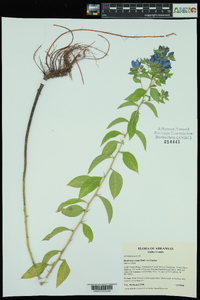 Hydrolea ovata image