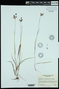 Luzula bulbosa image