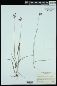 Luzula bulbosa image