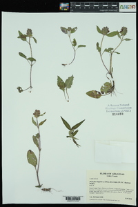 Prunella vulgaris subsp. lanceolata image