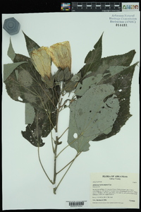 Hibiscus lasiocarpos image