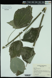 Hibiscus lasiocarpos image