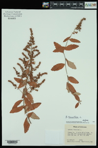 Spiraea tomentosa image