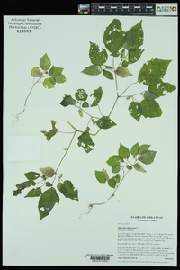 Physalis pubescens image