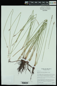 Eleocharis macrostachya image