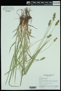 Carex gravida image