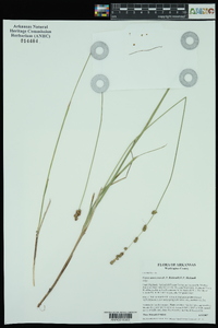 Carex triangularis image