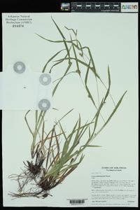 Carex planispicata image