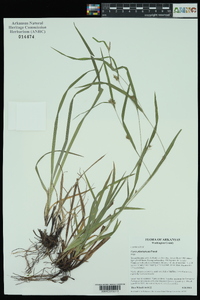 Carex planispicata image