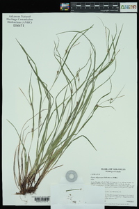 Carex oligocarpa image