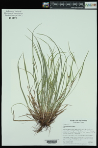 Carex bulbostylis image