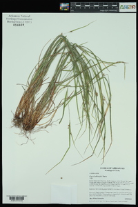 Carex bulbostylis image