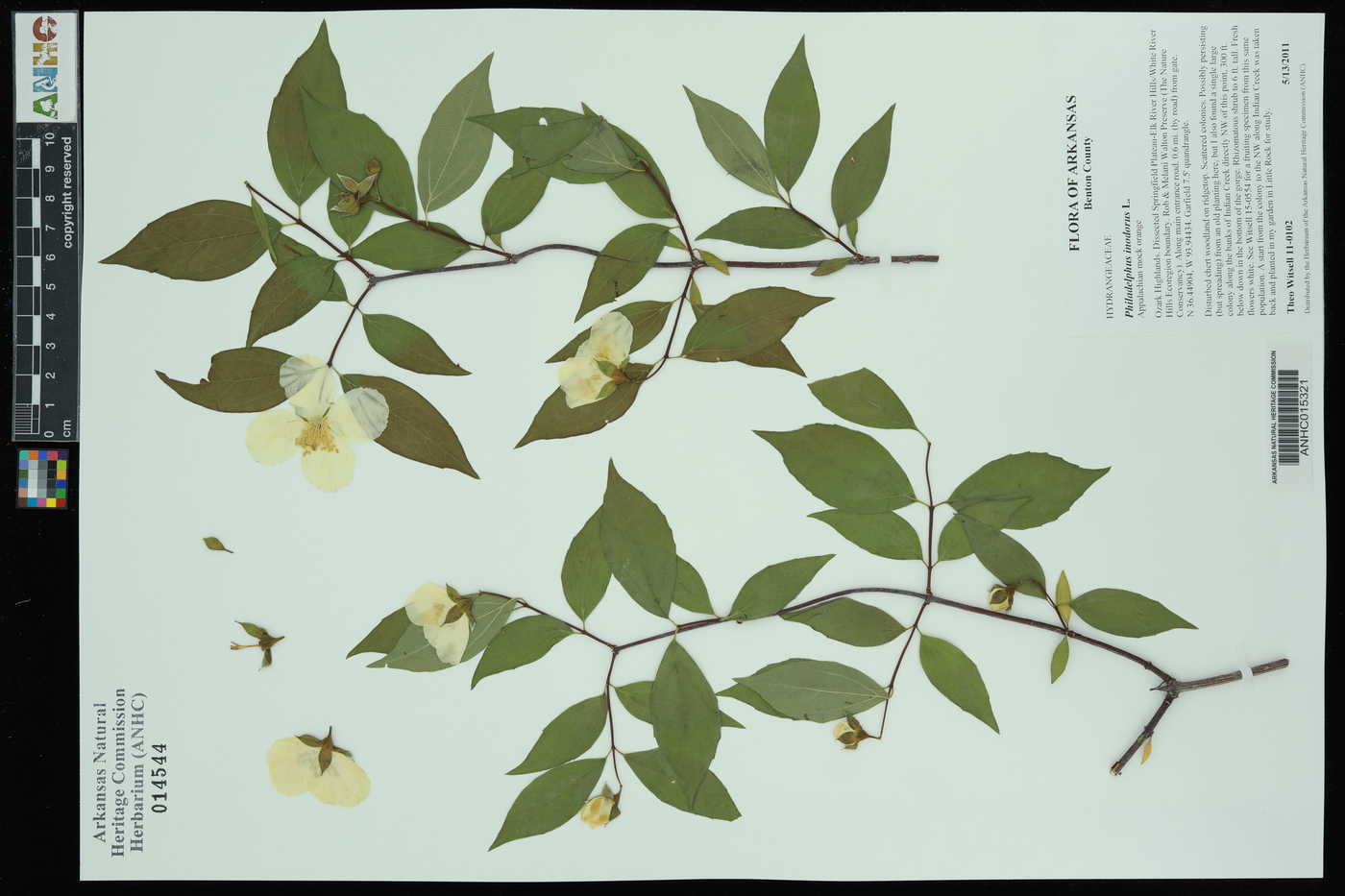 Philadelphus inodorus image