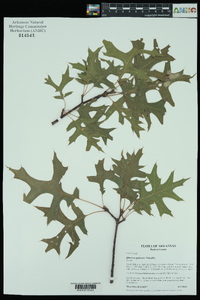 Quercus palustris image