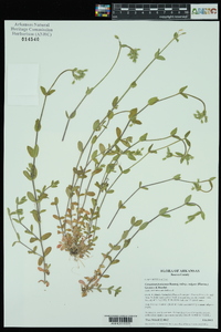 Cerastium fontanum subsp. vulgare image