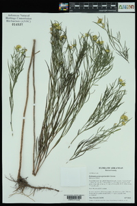 Euthamia gymnospermoides image