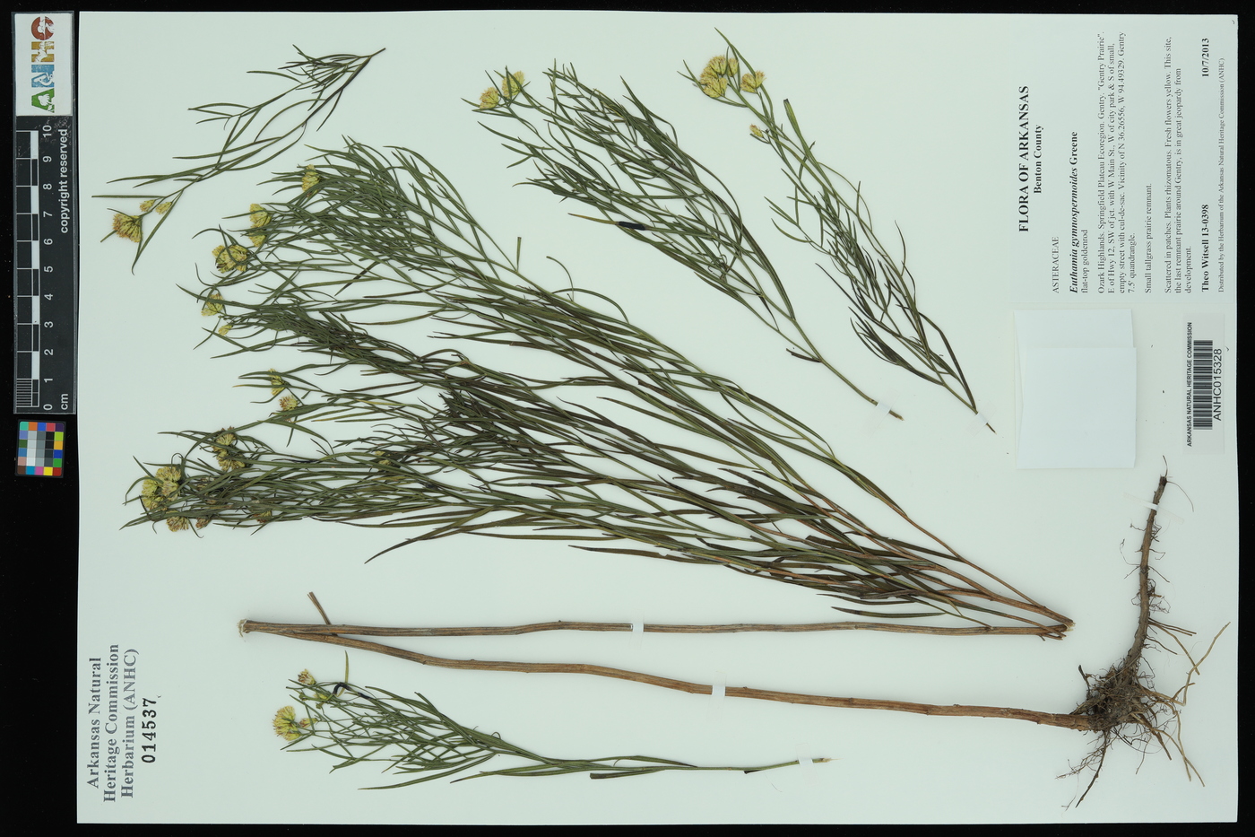 Euthamia gymnospermoides image