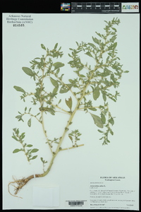 Amaranthus albus image