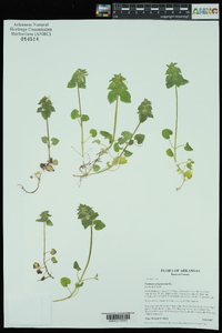 Lamium purpureum image