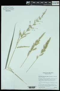 Echinochloa muricata var. muricata image