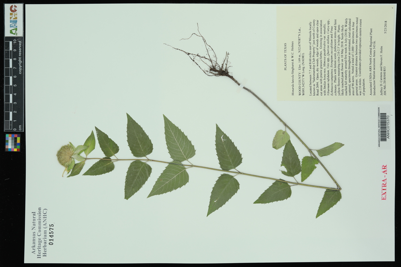 Monarda luteola image