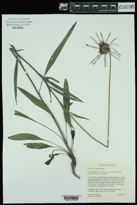 Echinacea sanguinea image