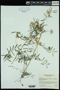 Mimosa nuttallii image