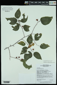 Celtis tenuifolia image