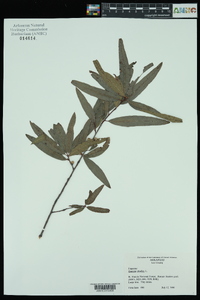 Quercus phellos image